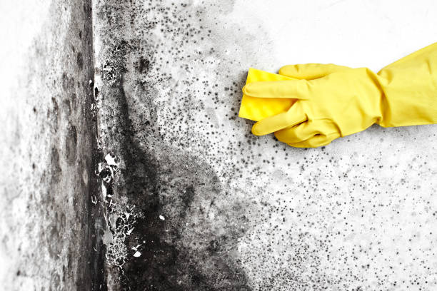 Best Mold Remediation for Vacation Homes  in Putney, GA