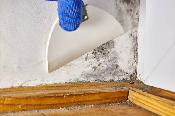 Best Commercial Mold Inspection  in Putney, GA